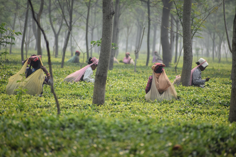 Tea Garden Siliguri