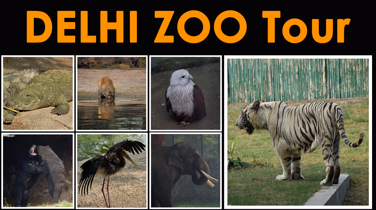 delhi zoo best time to visit